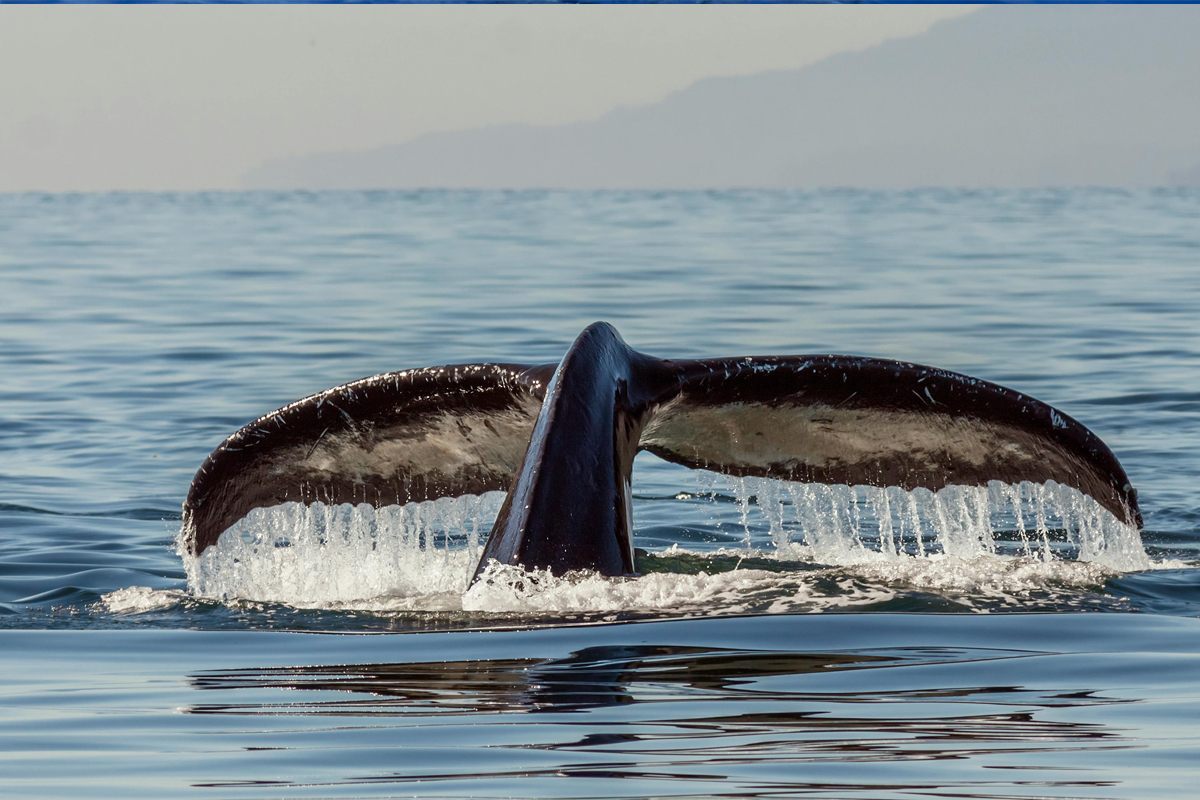 Imagen de una ballena nadando