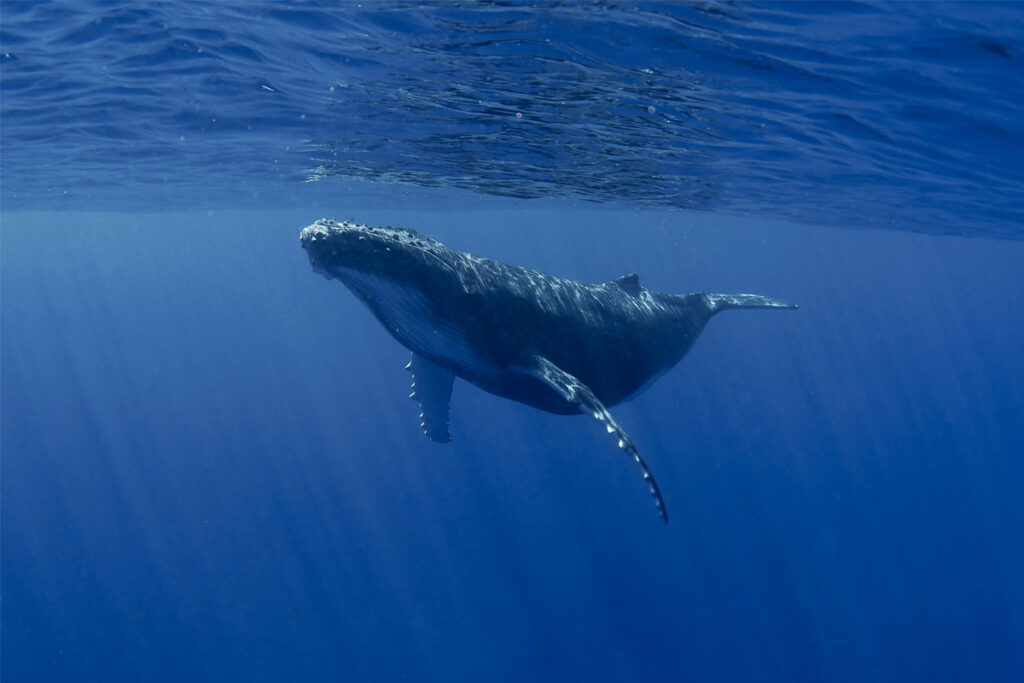 Imagen de una ballena nadando